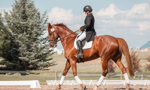Learn the value of hard work - Life Lessons You Can Learn from Horse Riding