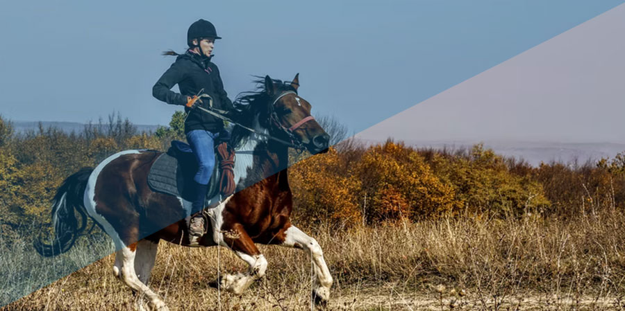 Life Lessons You Can Learn from Horse Riding